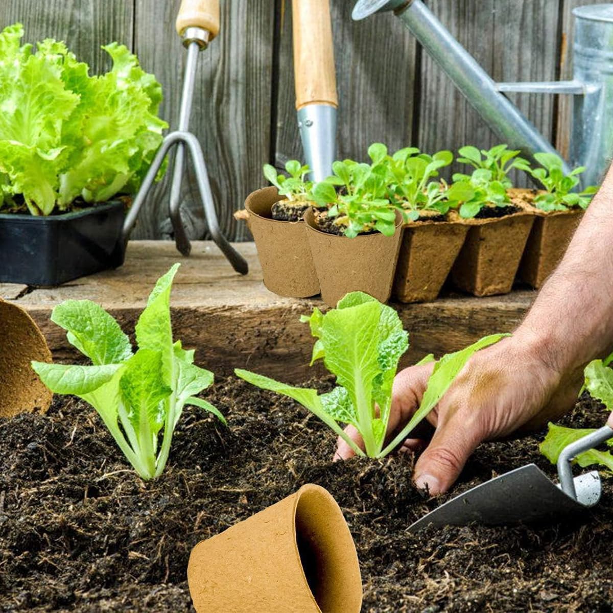 HASTHIP 20Pcs Degradable Nursery Seedlings Pot - 8cm Mini Flower Pots - Pots For Plants Nursery Pots With Draining Holes Pots for Indoor Plants - Plant Pots for All Kinds Flower Plant & Nursery Use HASTHIP 20Pcs Degradable Nursery Seedlings Pot - 8cm Mini Flower Pots - Pots For Plants Nursery Pots With Draining Holes Pots for Indoor Plants - Plant Pots for All Kinds Flower Plant & Nursery Use